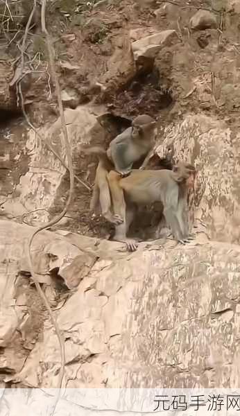 打生猴子软件免费不下载:1. 免费在线打生猴子软件,无需下载便捷体验