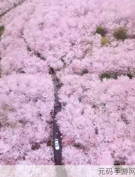 漾出flower樱花有翻译黄:1. 漾出花海:樱花绽放的梦幻季节
