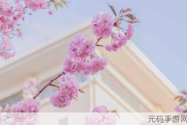漾出flower樱花有翻译黄:1. 漾出花海:樱花绽放的梦幻季节