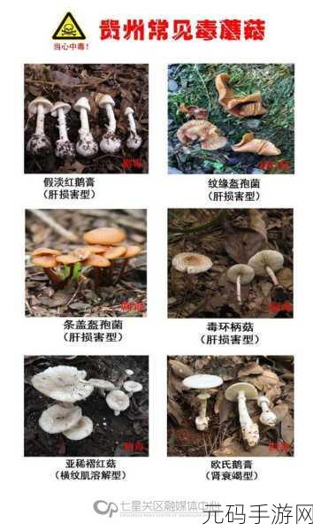 蘑菇黑料爆料事件视频:1. 蘑菇黑料事件揭秘:真相背后的故事