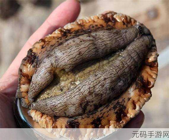 鲍鱼直播:1. 鮑魚直播:探索海鮮美味的全新世界