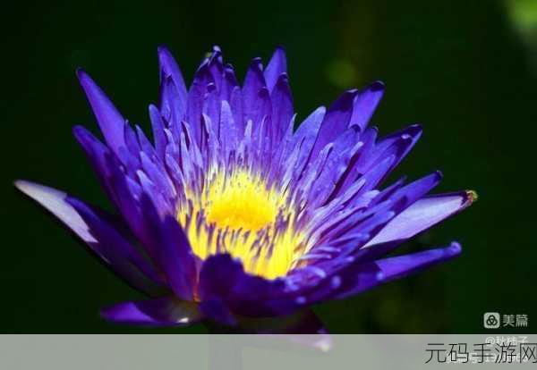 六月天中文日产暮无限码:1. 六月天的柔情似水,日暮无限美好