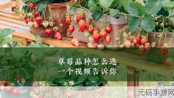 草莓视频百度云:1. 草莓视频:畅享高清视听盛宴的全新体验