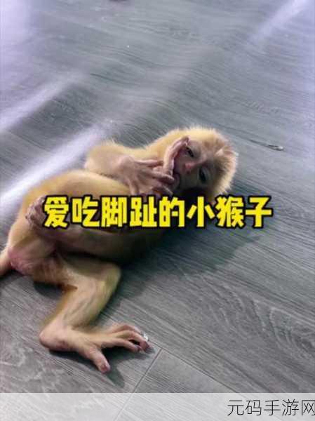 二人世界拔萝卜生猴子的视频:1. 在二人世界中拔萝卜,意外生出调皮猴子