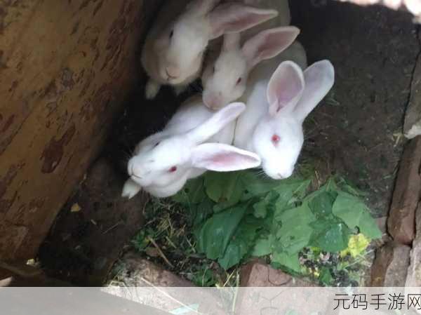 两个大兔子抖来抖去的照片:1. "欢乐时光:两只大兔子的抖动表演