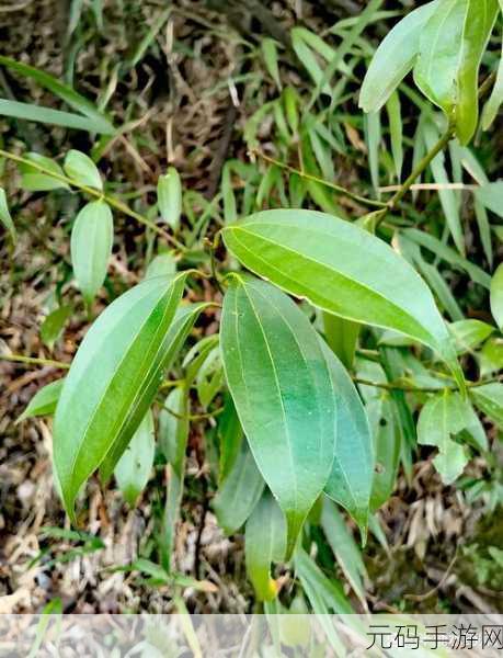 水帘洞肉桂水蜜桃k8视频:1. 水帘洞探秘:品味肉桂水蜜桃的绝妙滋味