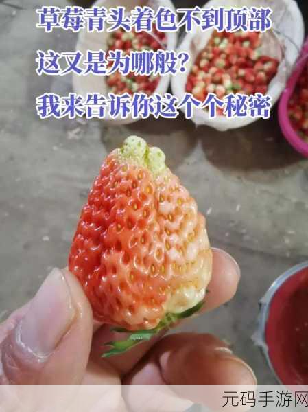 草莓视频caomei888:1. 探索草莓视频:发现更多精彩内容的秘密