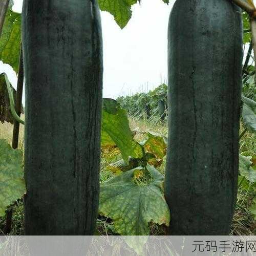 51往期内容-吃最新最火的瓜:1. 最新热门瓜盘点:吃货们绝不能错过的美味