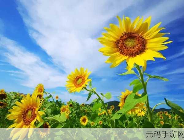 草莓向日葵视频:1. 草莓向日葵:夏日清新果香与阳光的邂逅