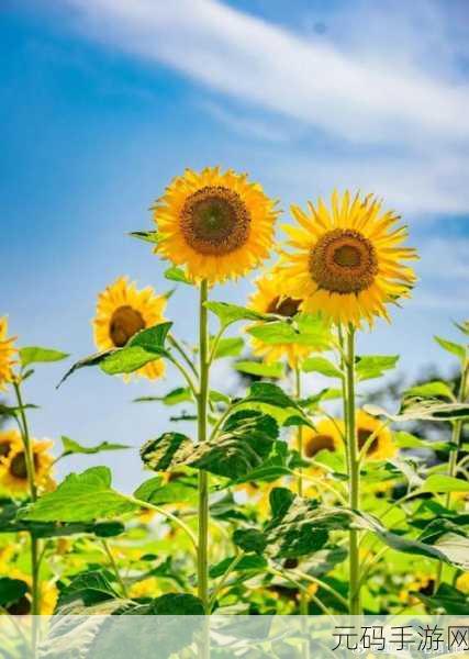 草莓向日葵视频:1. 草莓向日葵:夏日清新果香与阳光的邂逅