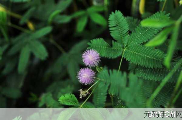 含羞草老狼信息大豆行情：1. 含羞草老狼解析：大豆市场新动向分析