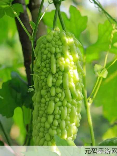 51cg今日大瓜必吃大瓜：1. 今日大瓜盘点：不可错过的精彩瞬间