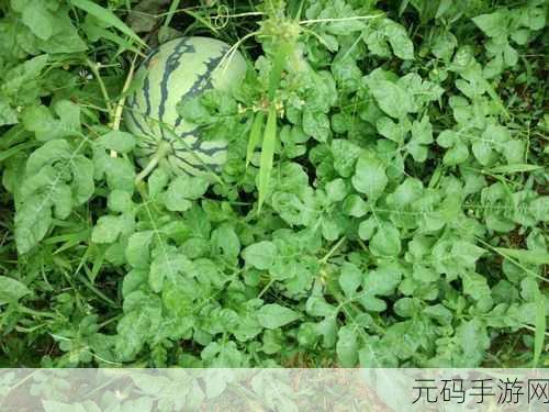 51今日黑瓜吃料爆料fun:1. 今日黑瓜吃料大揭秘:谁是幕后推手?