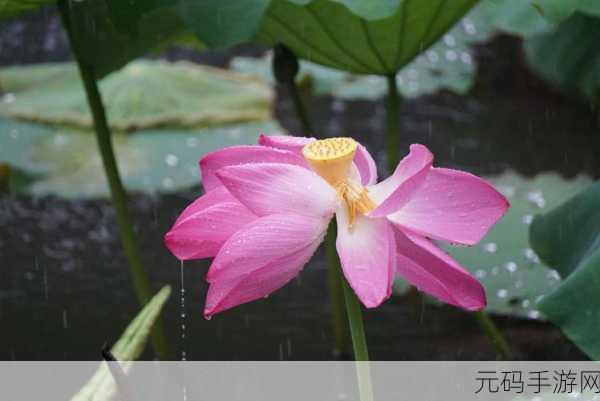 结合处粘腻水声拍打声：1. 《潮湿结合处的细腻水声与拍打韵律
