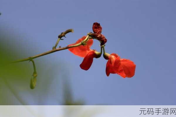 蔴花豆mv:1. 从蔴花豆看寻梦之旅的力量