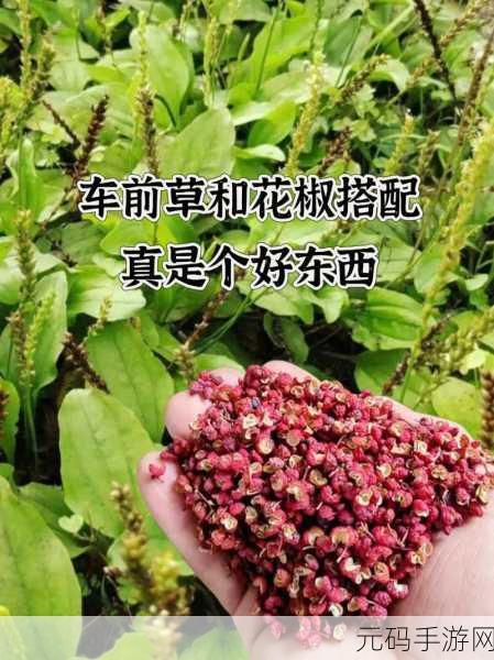 含蓄草实验研究所2024隐藏路线:1. 含蓄草实验研究所2024年新型隐秘路线探索