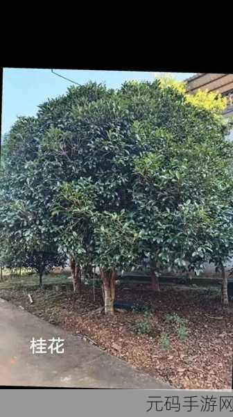含蓄草实验研究所2024隐藏路线:1. 含蓄草实验研究所2024年新型隐秘路线探索