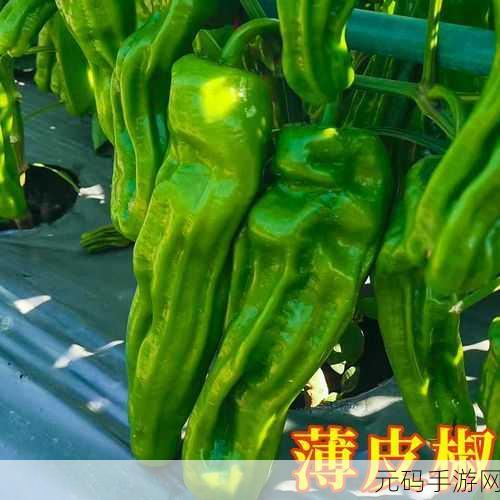 茄子香蕉丝瓜秋葵:1. 丰富多彩的四季蔬果:茄子、香蕉与丝瓜秋葵