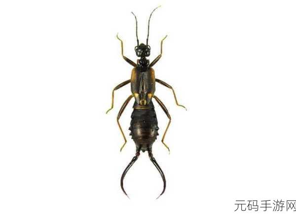 成为虫子的产卵工具:1. 从虫子视角探索自然:产卵工具的奇妙之旅