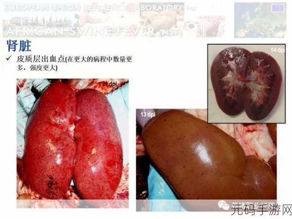 动物胶配方大全高清猪:1.探索动物胶的多样配方与应用技巧