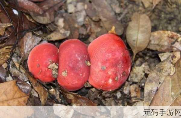 蘑菇视频红色logo黑料:1. "蘑菇视频引发的网络风波:背后真相大揭秘