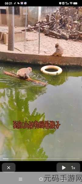 抖音玩梗高手,小美勇闯猴园,惊险逃生秘籍