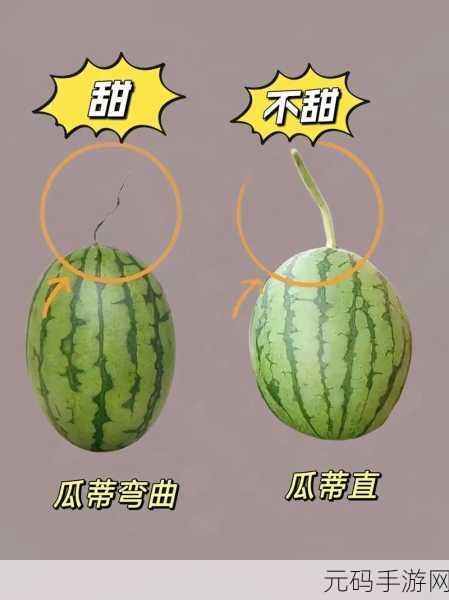 51吃瓜精品网：1. ＂揭秘51吃瓜精品网背后的美食故事