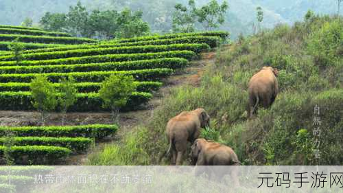 根据自然的力量手游新版本震撼发布，探索生态平衡的奥秘