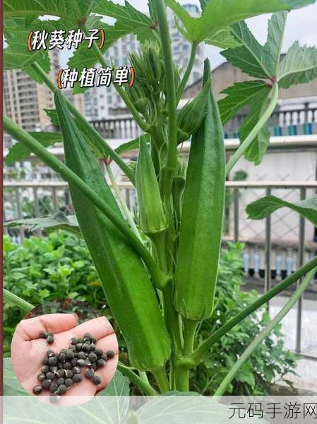 kdbacc.apk小蝌蚪秋葵:1. "小蝌蚪秋葵:开启你的健康生活新篇章
