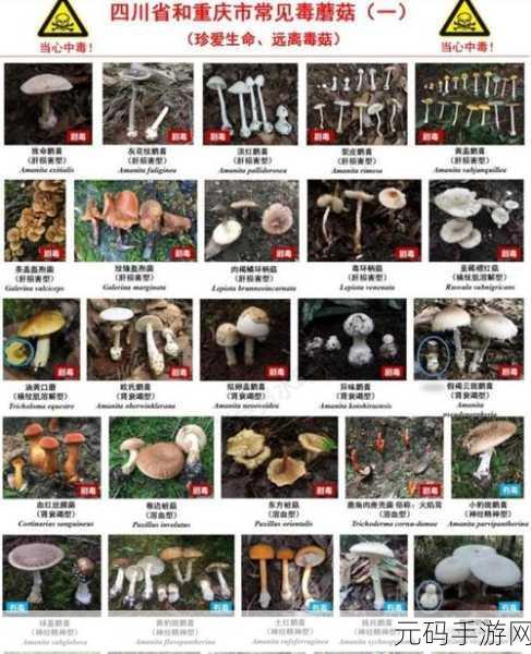 蘑菇视频黑料爆料事件:1. 蘑菇视频黑料事件:背后的真相与冲击
