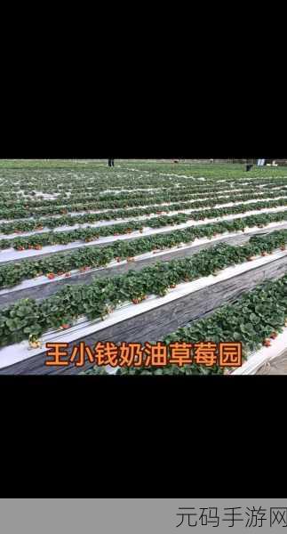 草莓无限APP:1. 草莓无限APP:开启你的健康生活新篇章