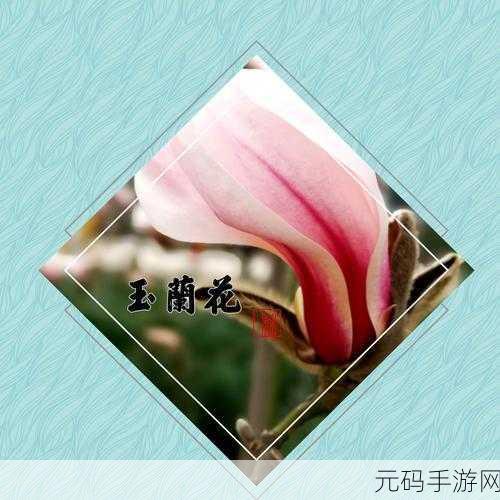 国产精品一品二品三品:1. 细品生活中的一二三,发现品质之美