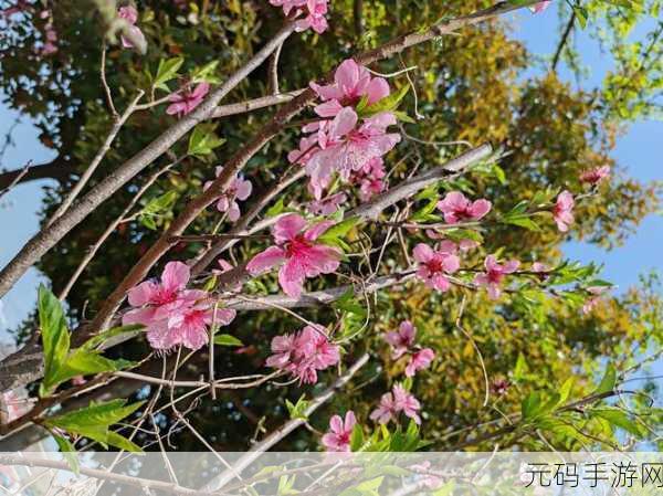 漾出oⅴerflower樱花:1. 漾出oⅴerflower樱花:绽放春日的浪漫之旅