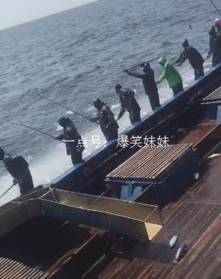 神奇之鸡新版本爆笑登场,恶趣味与经营乐趣的完美碰撞