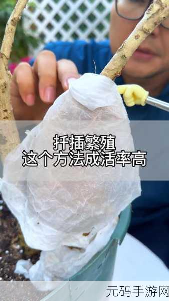 日本72种扦插方式:1. 深入探讨日本72种扦插方法的应用与创新
