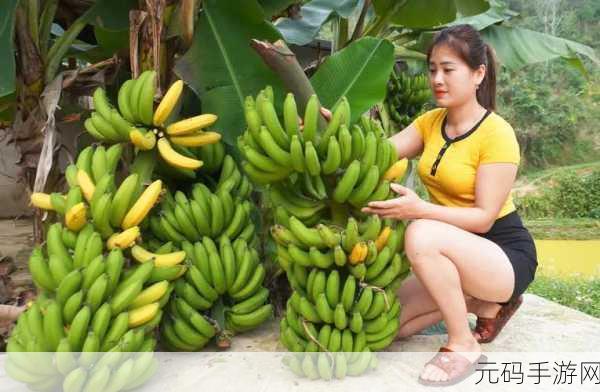 香蕉视频44:1. 香蕉视频44:探索美食背后的故事与文化