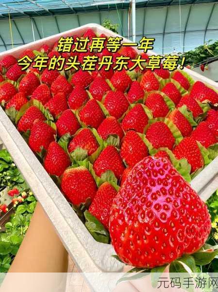 大草莓app:1. 大草莓APP:轻松享受生活中的美好时光