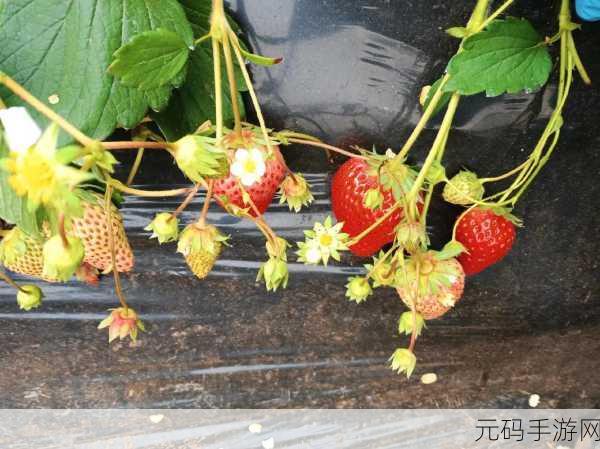 大草莓app:1. 大草莓APP:轻松享受生活中的美好时光