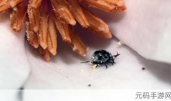 他的舌头探进蜜源毛毛虫说：1. 蜜源中的秘密：毛毛虫的舌头探险