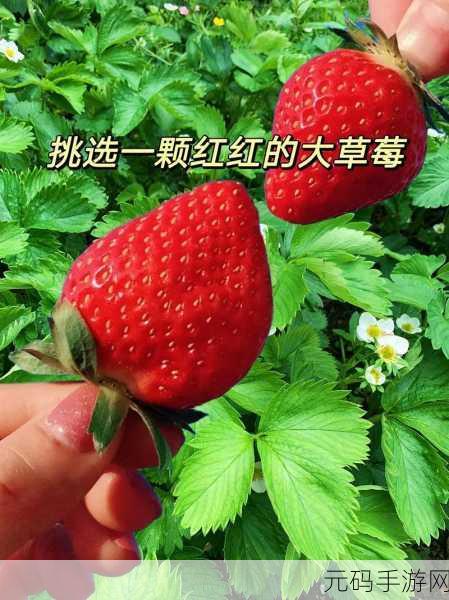 草莓视频最新地址:1. 草莓视频最新地址分享,畅享无限精彩内容!