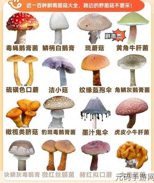 黑料不打烊蘑菇访问安全：1. 黑料不打烊：蘑菇探讨安全隐患与防范措施