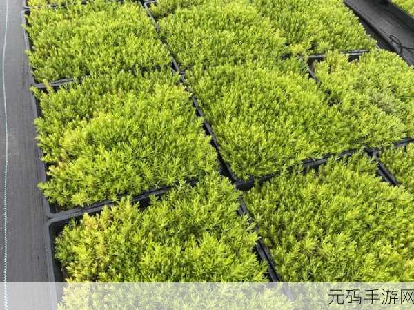 草留2021一二三四五六三入口:1. 草留2021:重温经典,感受时代的变迁