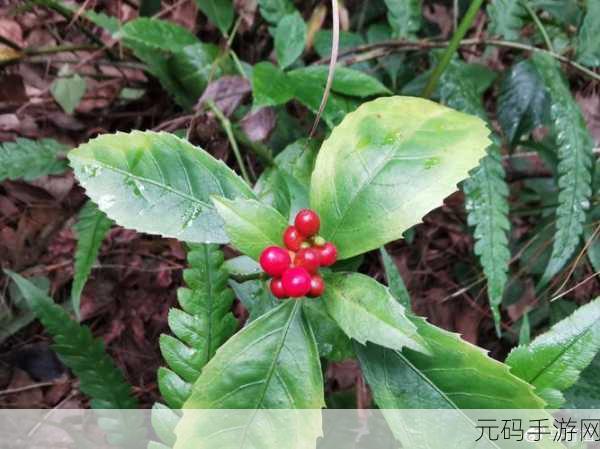 草留2021一二三四五六三入口:1. 草留2021:重温经典,感受时代的变迁