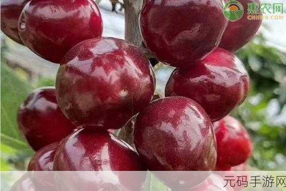 樱桃小视频 在线:1. 樱桃小视频:探索生活中的每一个精彩瞬间