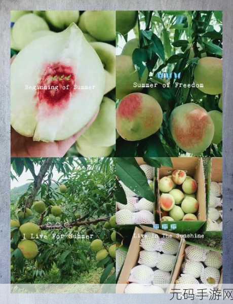 坤操桃子：1. 坤操桃子：探索甜蜜与力量的完美结合