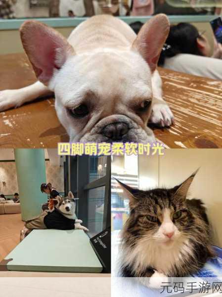 篝火猫咪咖啡馆0.10.2版本更新资讯,轻松养成新体验,萌宠与你共度惬意时光