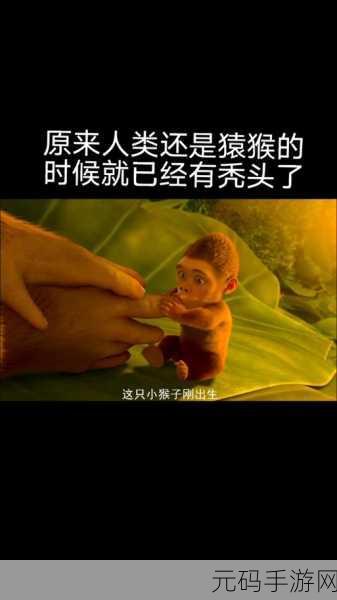 生猴子怎么最舒服:1. 如何让猴子感受到最舒适的生活环境