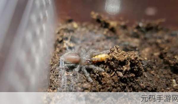 DNF 手游，梦幻食鸟蛛鞋深度剖析，实力究竟几何？