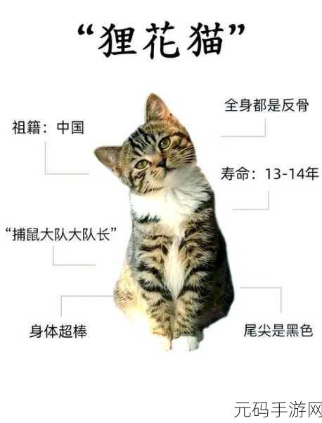 探索此处应有猫的奇妙玩法秘籍