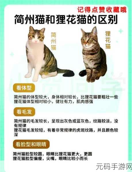 探索此处应有猫的奇妙玩法秘籍